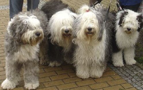 Archie, Curly, Daisy, Emily