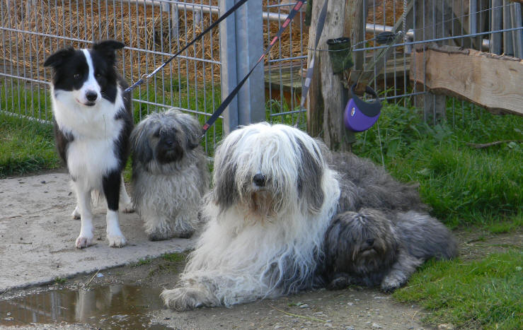 Maja, Pepper und Daisy